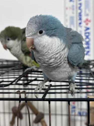 ببغاء كويكر