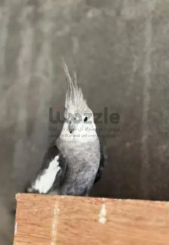 2 ذكوره كوكتيل فرنساوي