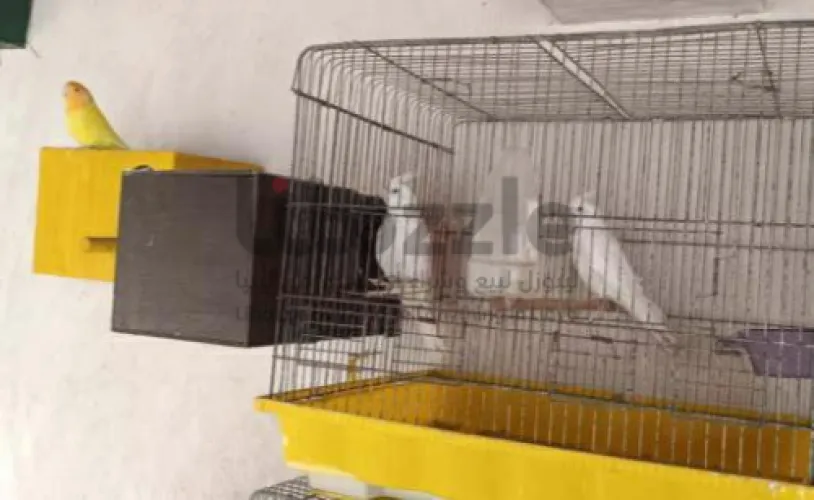 كوبيه كوكتيل