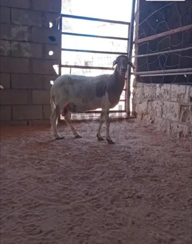 نعجه عمرها 3 شهور للبيع