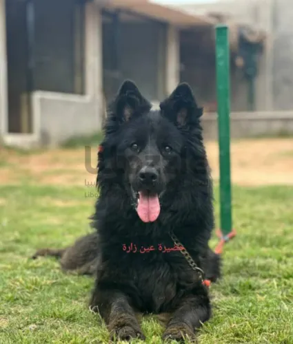 أنتايه جيرمن كيف واصله من تونس