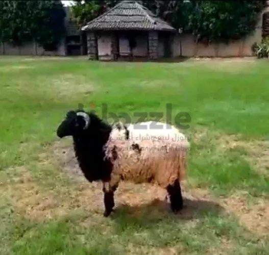 للبيع