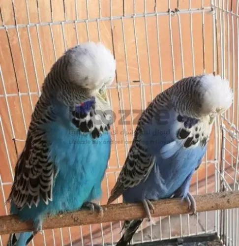 كوبيه بادجي نمبر ون