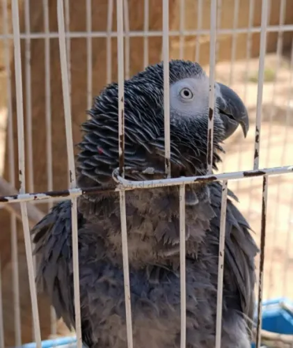 ببغاء زنجباري