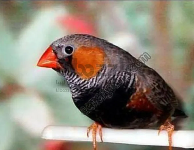 طيور زيبرا