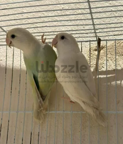 كوبيه روز