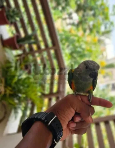 ببغاء سنغالي