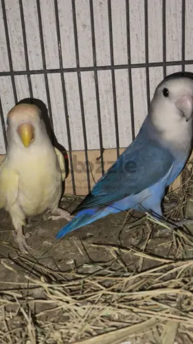 كوبيه بركديلو