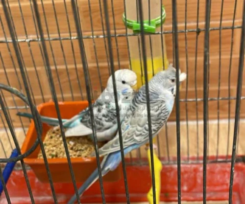 كوبيه بقالينو