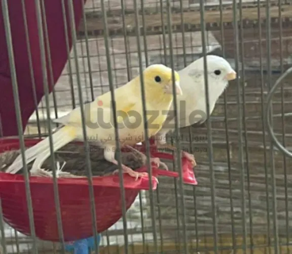 كوبيه كناري