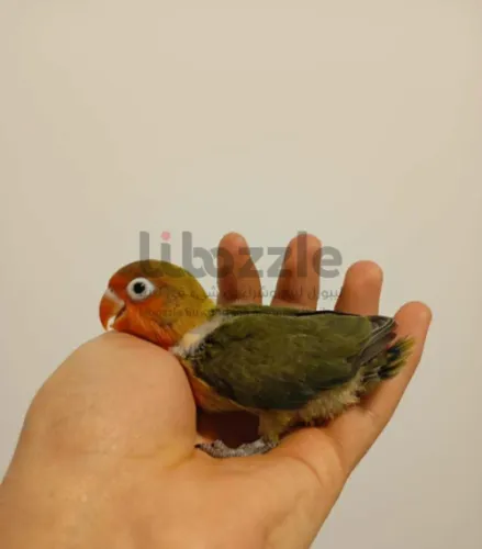 روز وفيشر مروض