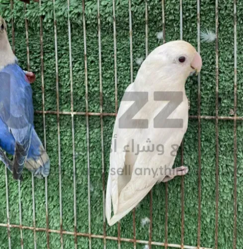 أنثي البينو