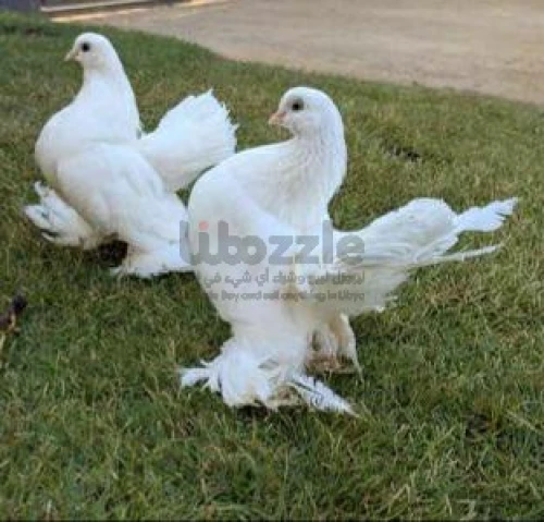 كوبيه روسي