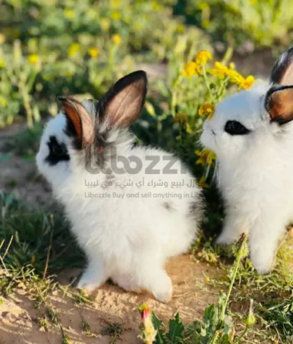 ارانب فصيله نادره