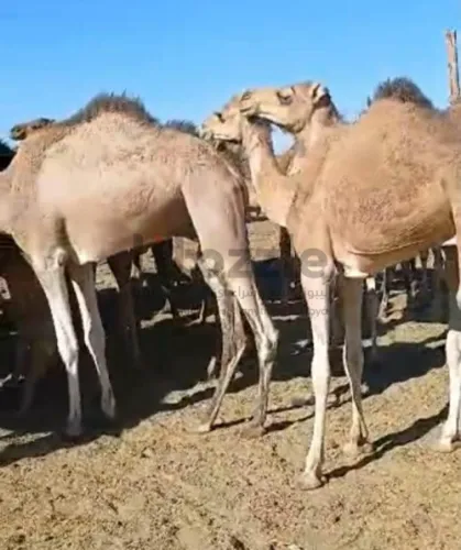 قعدان أبل سوداني