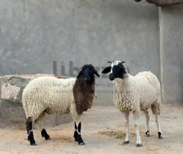 زوز حوليات وطنيات