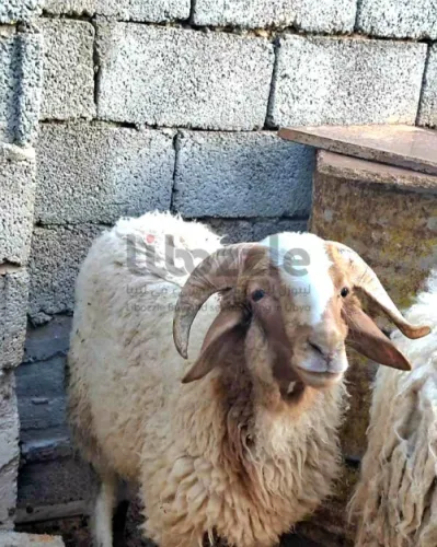 للبيع