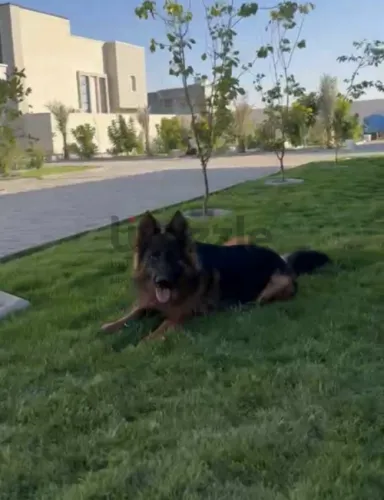 أنثي لونق هير