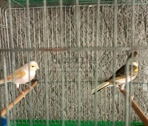 كوبيه كناري