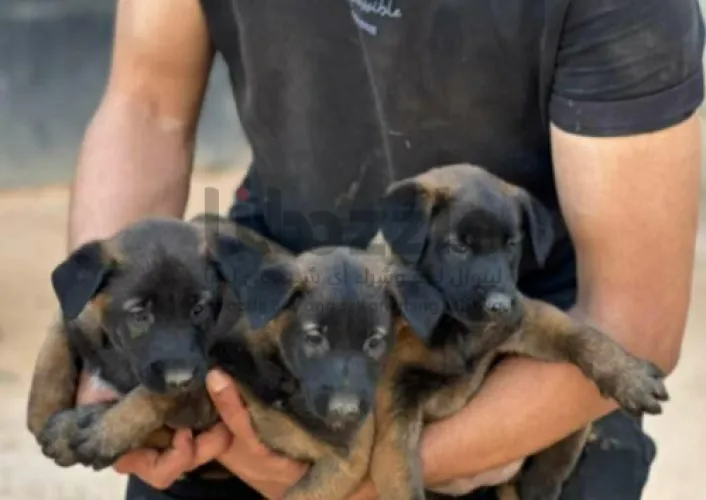 جراو مالينو