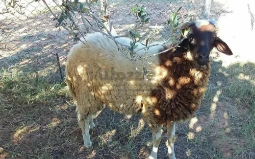 خروف عمره 10 شهور