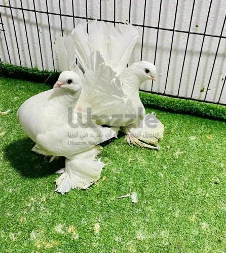 كوبيه روسي