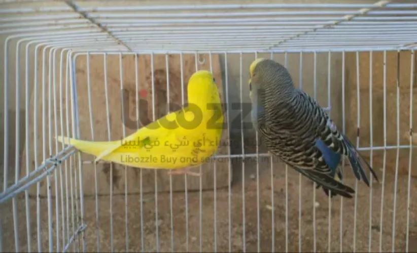 كوبيه بادجي