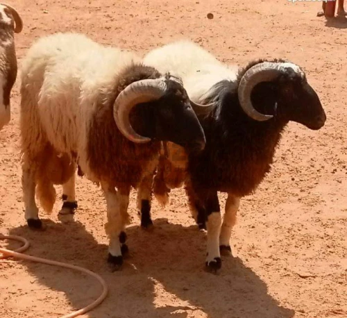 خرفان