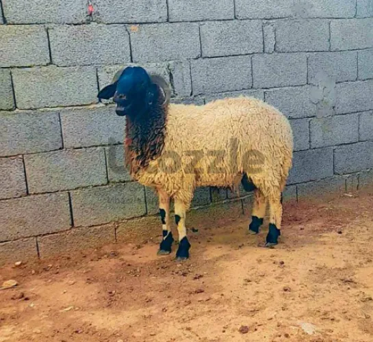 للبيع