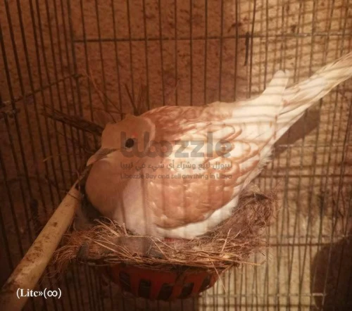 كوبيه يمامه