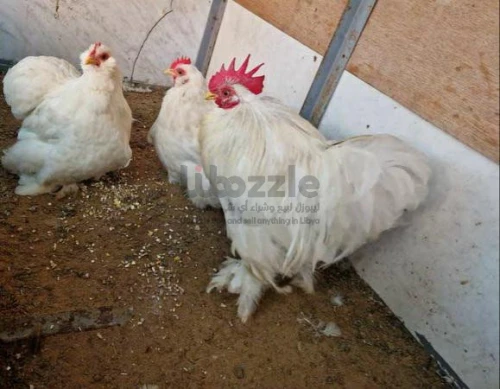 دجاج استرالي