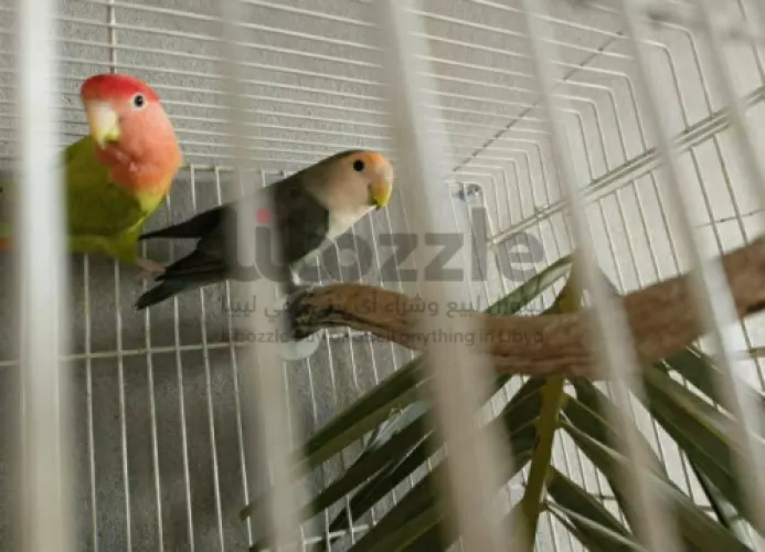 كوبيه بركديلو