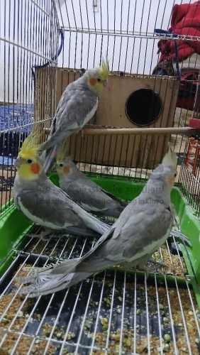 طير