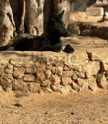 أنثي مكسيكيه