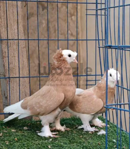 كوبيه تاكلا