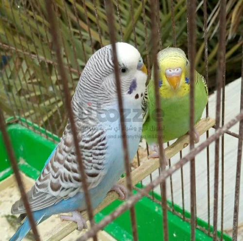 كوبيه بقالينو
