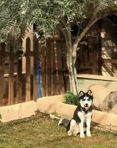 هاسكي عمره 5 شهور