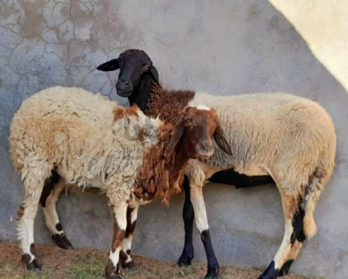 نعجه وطنيه